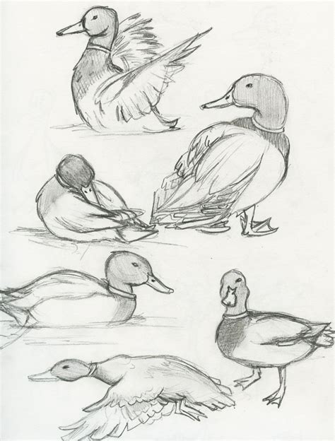 Mallard Duck Pencil Drawing