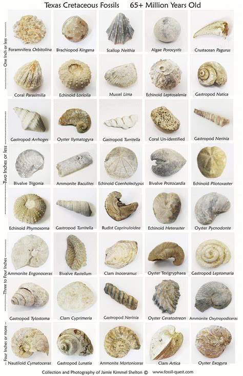 Texas Fossils Poster 11 X 17 Free Shipping - Etsy | Fossils, Fossil ...