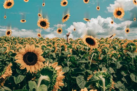 Sunflower Field Under Blue Sky #bloom #blossom desktop backgrounds # ...