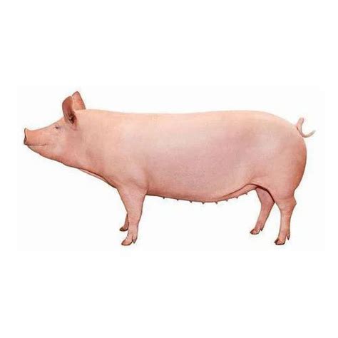 Medium Gilt Female Farm Pig, 115 - 122, 55 - 60 Kg at Rs 9500/piece in ...