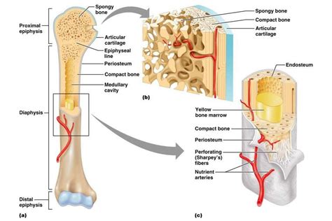 Image result for medullary cavity | ASR Basic Anatomy & Physiology ...