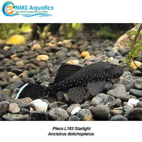 Buy Pleco L183 Starlight In-Store or Online at NMS Aquarium Store