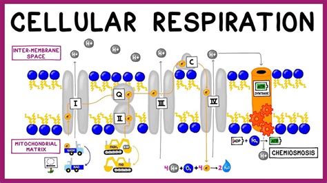 Cellular Respiration: Glycolysis, Krebs Cycle & the Electron Transport ...