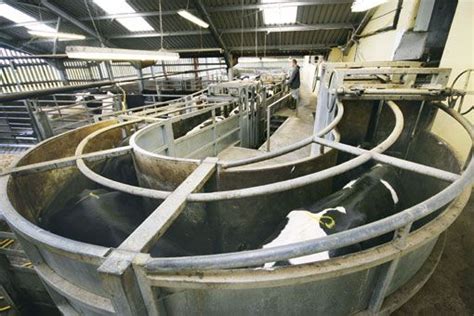 Abattoir design critical to meat quality - Farmers Weekly | Design ...