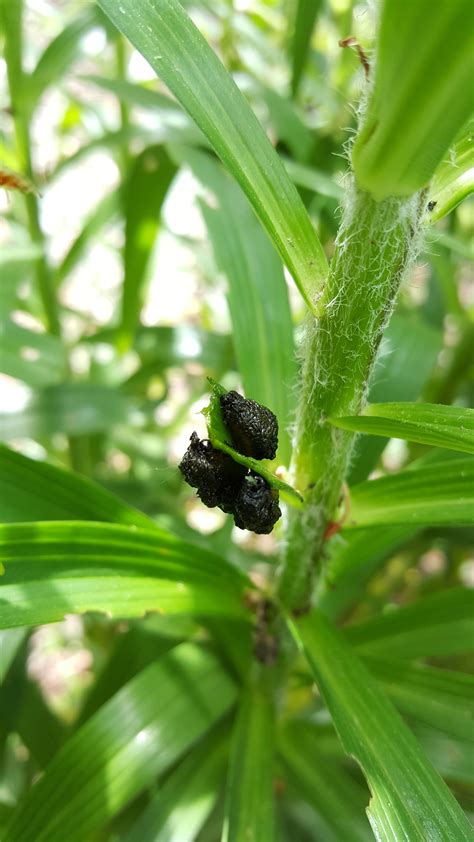 Landscape: Lily Leaf Beetle | Center for Agriculture, Food, and the ...