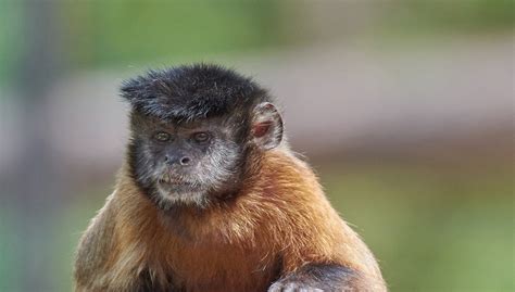 Tufted Capuchin Facts, Behavior and All Information