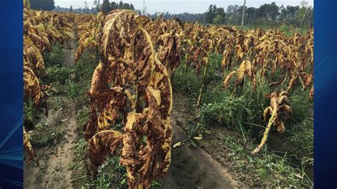 $800 million in disaster aid to farmers hit by hurricanes | WFLA