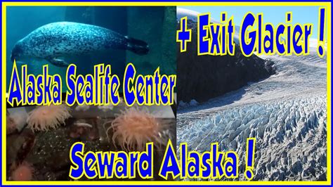 🦀 Seward Alaska Wildlife Conservation Sea Life Center Tour Puffins Otters Viewing + Exit Glacier ...