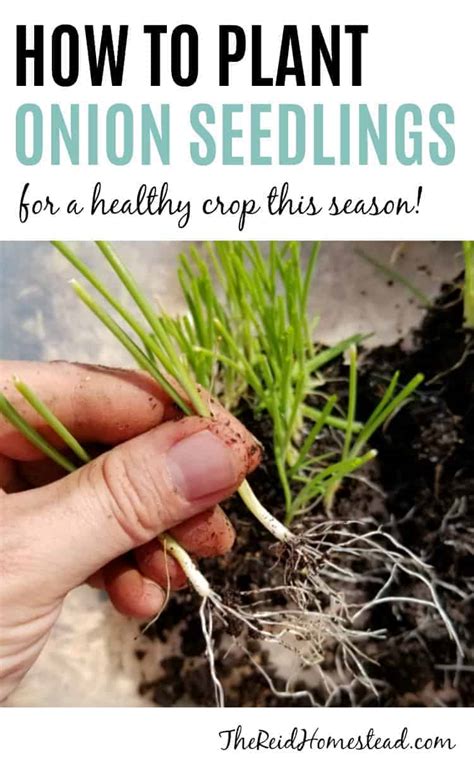 How to Plant Onion Seedlings