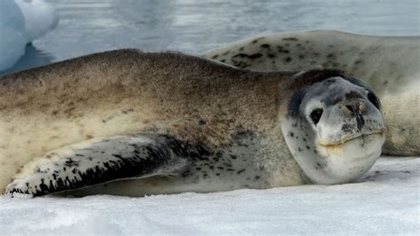 Leopard Seals Are Apex Predators of the Antarctic | HowStuffWorks