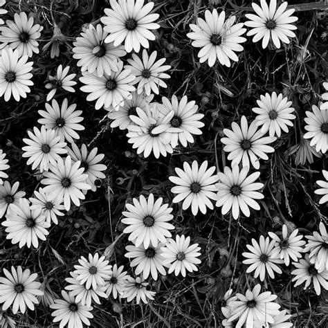 Black and White Flowers – A Study in Form | Black and white photo wall, Black and white flowers ...