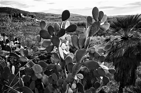 Desert Cactus Nature - Free photo on Pixabay - Pixabay