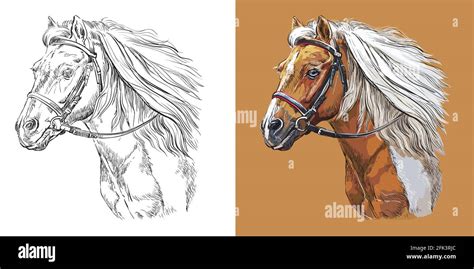 Realistic head of sportive pinto pony. Vector black and white and ...