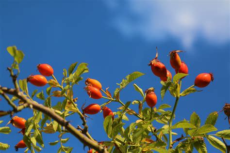 Free Images : rosehip, nature, land, rural, green, red, sky, flowering plant, flower, rose hip ...