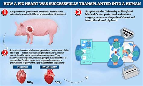 Doctors Have Performed The World's First Pig-To-Human Heart