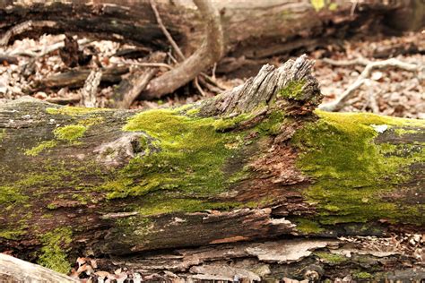 Moss On Fallen Tree Free Stock Photo - Public Domain Pictures