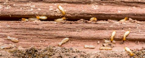 Treating Wood to Prevent Termites - Vulcan Termite & Pest Control