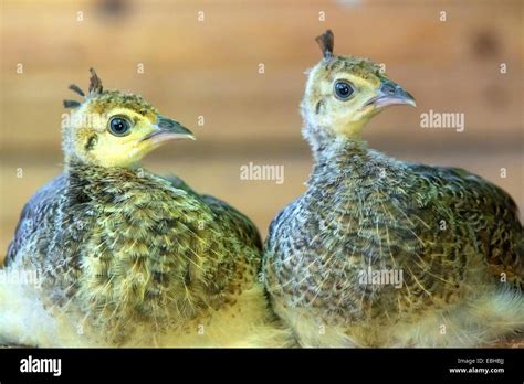 Common peafowl, Indian peafowl, blue peafowl (Pavo cristatus), two ...