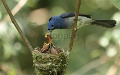 Bird Chicks Feeding Mother Nest Twigs Wallpaper Background Best Stock ...