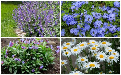 10 Best Border Perennials - Garden Lovers Club