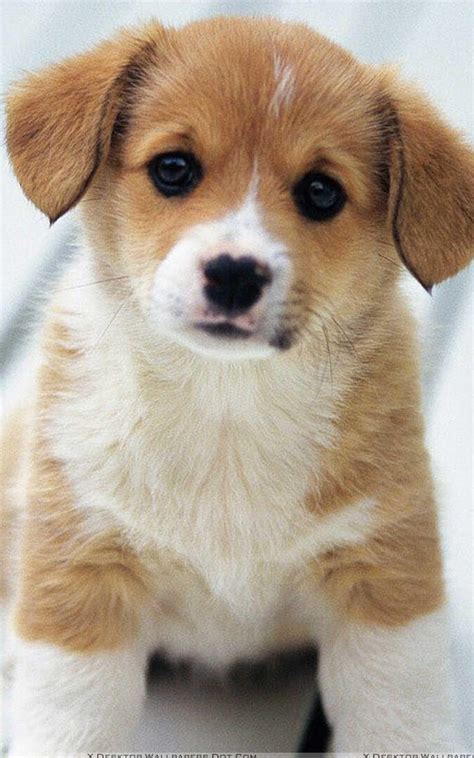 Wallpapers Of Puppy : These are high quality puppy wallpapers so you can enjoy every detail.