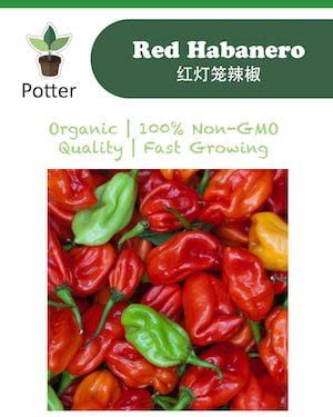 Red Habanero seeds - Sierra Flora