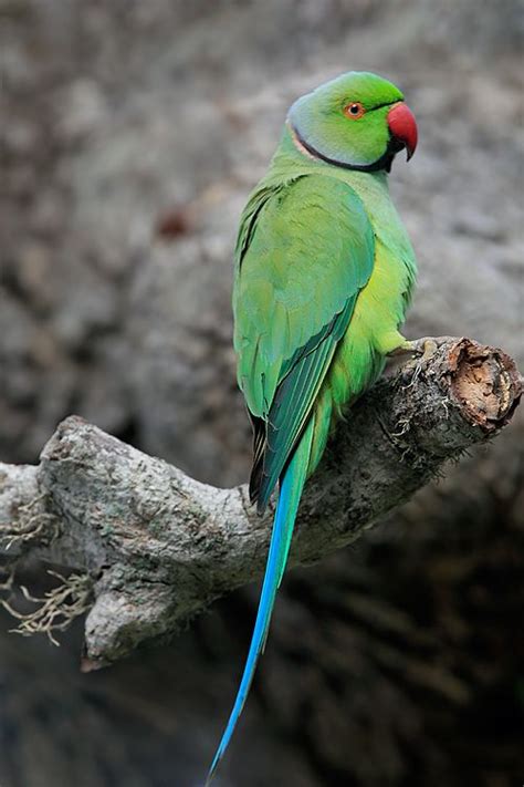 Sri Lanka Bird List One | Parakeet, Beautiful birds, Ring necked parakeet