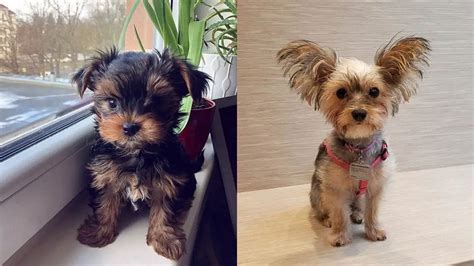 Toy Morkie Puppies | Wow Blog