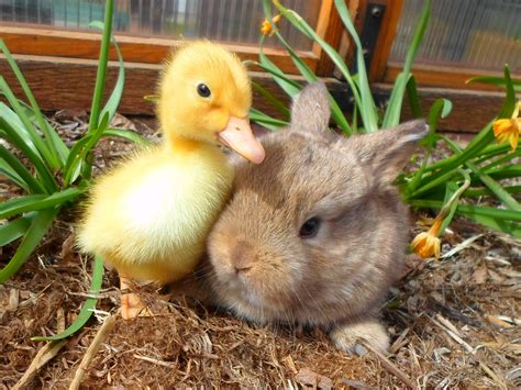 Baby bunny and duck! Pretty Animals, Super Cute Animals, Animals Beautiful, Animals And Pets ...