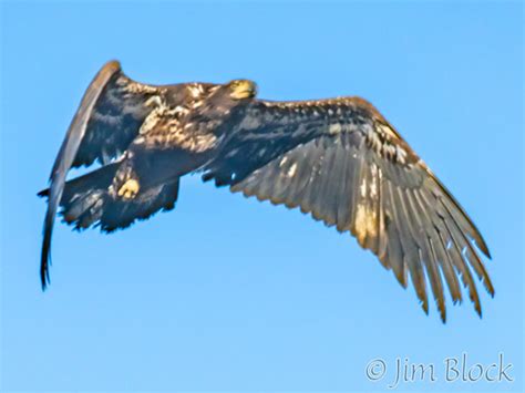 Juvenile Bald Eagle - Jim Block Photography