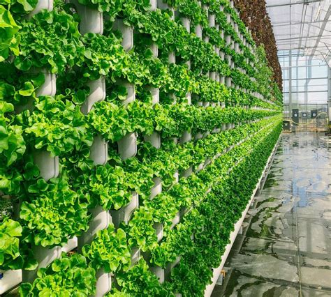 How Vertical Farming Works - Mazero agrifood company