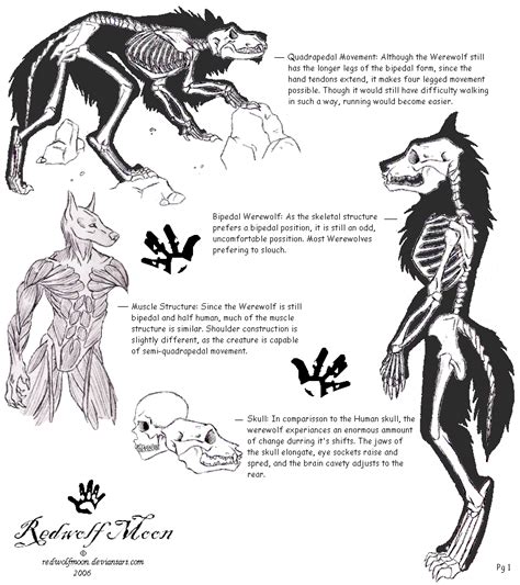 Lycan Anatomy01 by RedWolfmoon on DeviantArt