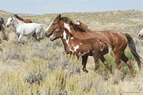 Colorado Wild Mustangs May Be Spared Euthanasia By Senate Bill - CavalryGroupNewswire.com