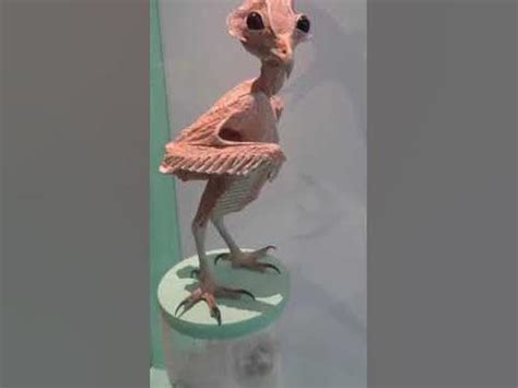 Featherless Owl | amazing facts | interesting things facts - YouTube