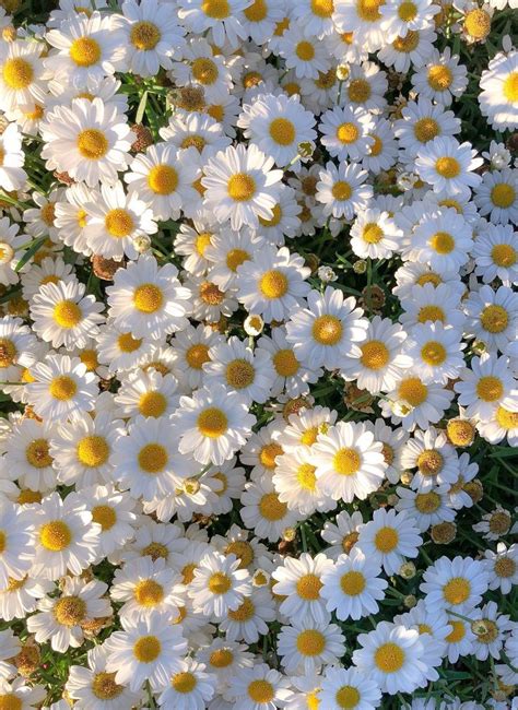 Flowers 🌺 on Twitter | Daisy wallpaper, Yellow aesthetic pastel, Flower ...