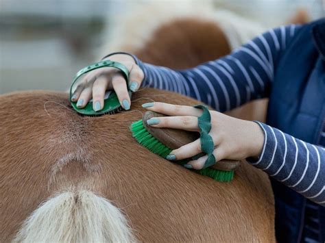 Five Tips To Horse Grooming - Equi-Spa