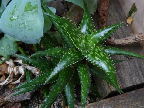 Plant Gasteria species by Lamberton Conservatory in Desert Environment ...