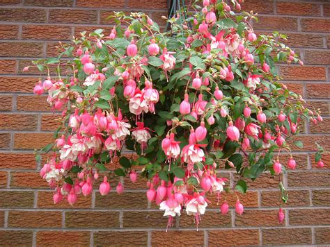 Hanging Basket...Fuchsia | Plants for hanging baskets, Hanging plants ...