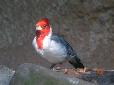 The Online Zoo - Red-crested Cardinal