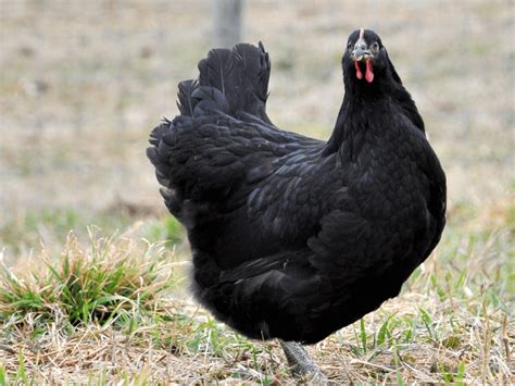 Breed Spotlight: The Black Jersey Giant | Meyer Hatchery Blog