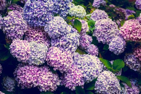 Buy Blue Hydrangea Plants Online | HeyPlants