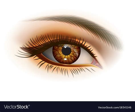 Female brown eye Royalty Free Vector Image - VectorStock | Pop illustration, Eye illustration ...