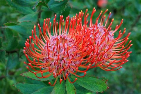 Leucospermum cordifolium (Nodding Pincushion)