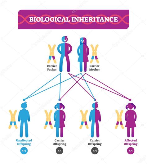 Infografía de la ilustración del vector de herencia biológica ...