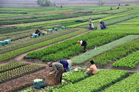 GRAIN | Saving Japan’s seed heritage from “free trade”