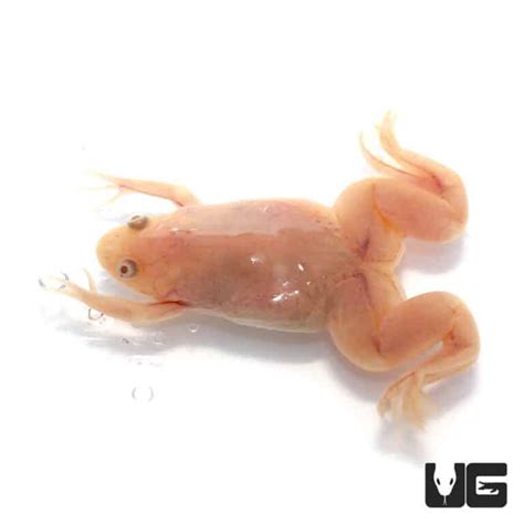 Baby Albino African Clawed Frog (Xenopus laevis) For Sale - Underground Reptiles