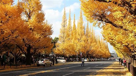 Autumn leaves in Japan: What trees turn colors?