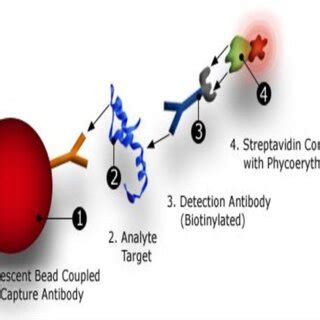 The Luminex 200 instrument. http://www.biosyn.com/luminex-bead.aspx | Download Scientific Diagram