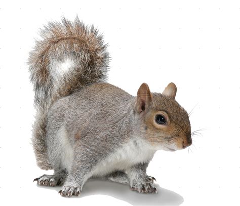 Squirrel PNG Transparent Images | PNG All