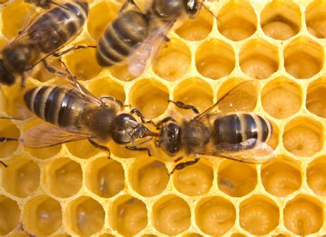 15 Fascinating Facts About Honey Bees